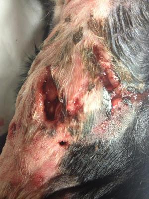 Max, cachorrito de galgo encontrado con el cuello totalmente destrozado.