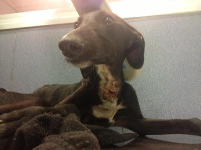 Max, cachorrito de galgo encontrado con el cuello totalmente destrozado.