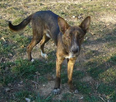 GUS, AÑO Y MEDIO BUSCANDO SU FAMILIA SU HOGAR. (VALENCIA)