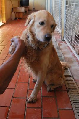 UCO, SE HA CAÍDO SU ADOPCIÓN, GOLDEN RETRIEVER MACHO.