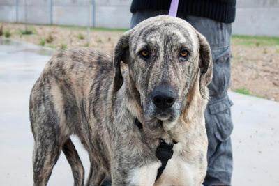 BIRRA, preciosa mastina de 10 mesecitos. Madrid - Urgente!!!!