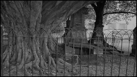 El árbol del vampiro