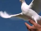 Educar para liberar nuestros sueños