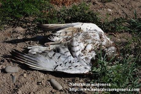 Cierre de un coto de caza en Zaragoza por el envenenamiento de especies amenazadas