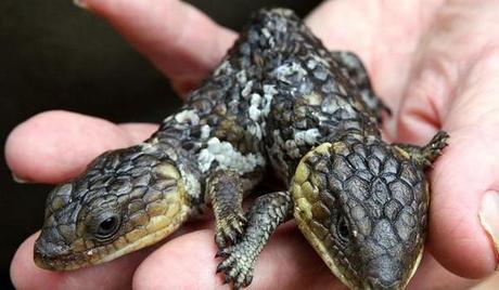 Animales con dos cabezas