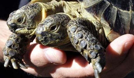 Animales con dos cabezas