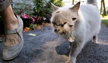 Animales con dos cabezas