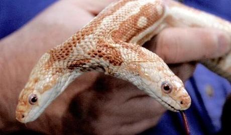 Animales con dos cabezas