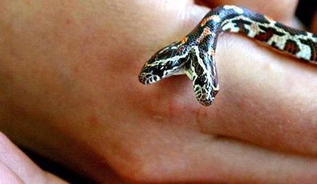 Animales con dos cabezas