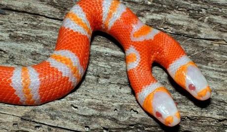 Animales con dos cabezas