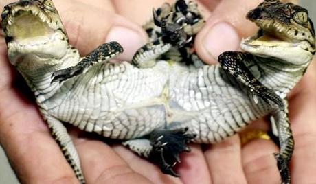 Animales con dos cabezas