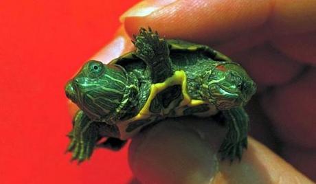 Animales con dos cabezas