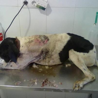 Foto: bueno, pues hoy he tenido mi gran día, he recogido a un pequeño cruce de bodeguero y al rato me encuentro esto, ayudadme por favor.....esta perra estaba en un arcén, pointer jovencita, parece según el vete de una paliza, no atropello, no tengo sitio para ella, ni para el otro negrito, aún así los he recogido, me va a dar algo, esta tarde hay que recogerla del vete y que hago??? pero no podía dejarla en la cuneta con la lluvía y así, no es justo, ya estoy al borde de una depresión o algo, ayudadme por favor, no puedo más...es una hembra, joven, mueve el rabito la pobre de contenta y está muy herida, alguna asociación? alguna acogida? fanijc@hotmail.com, 659072484Estefanía Ulgar Gutiérrez nº cuenta cajasol2106 0166 69 1002030047concepto, ayuda pointer