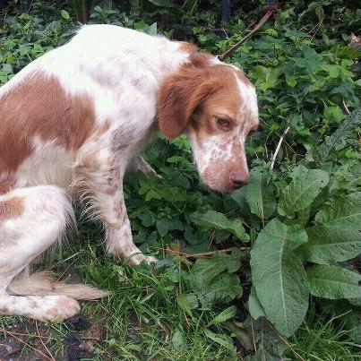 Foto: ESTA ES SEI Y ES URGENTE  TIENE UNOS DOS AÑOS DE EDAD. LA TIENE UN CAZADOR Y NO LA QUIERE.  NOS DA HASTA EL 6 DE NOVIEMBRE O LA LLEVA AL MONTE...  BIEN CON OTROS ANIMALES Y ES MUY CARIÑOSA!  Se envia a otras provincias AYUDA PARA SEI!!  Contacto adopciones perros y gatos  dogycatbizkaia@gmail.com