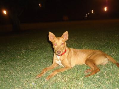 NEUS, esta preciosa podenquita, vive abandonada en un parque. (Córdoba)