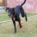 KIOWA energía pura. ADOPCIÓN.