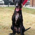 KIOWA energía pura. ADOPCIÓN.