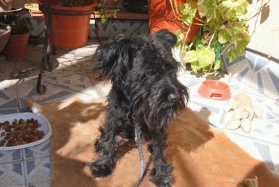 ISABELLA en adopción - PÁRRAGA - (MURCIA)‏