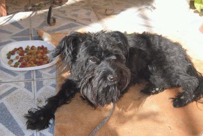 ISABELLA en adopción - PÁRRAGA - (MURCIA)‏