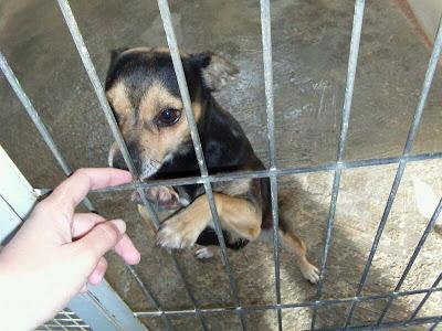 Perrita en la perrera de Valencia, la sacrifican el viernes. MUY URGENTE!!