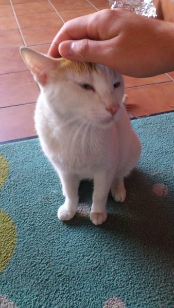 Marie, gatita casera busca acogida o adopción.‏ (Murcia)