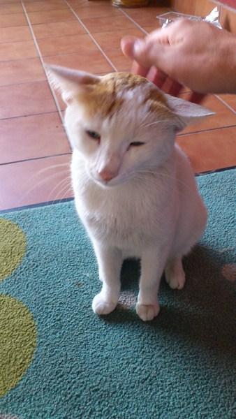 Marie, gatita casera busca acogida o adopción.‏ (Murcia)