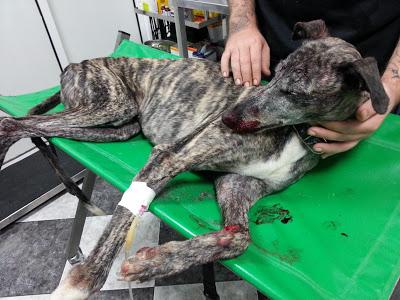 GALGA ENCONTRADA ATROPELLADA Y MAL HERIDA.