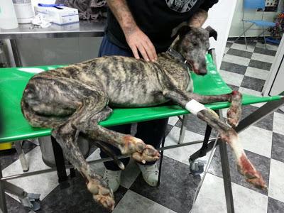 GALGA ENCONTRADA ATROPELLADA Y MAL HERIDA.