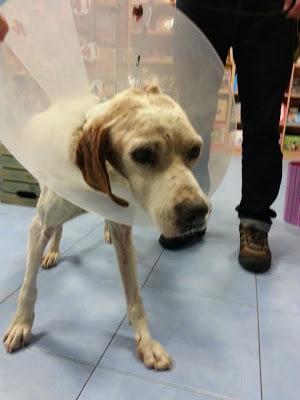 Poe, abandonado y herido.