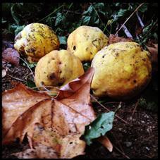 Membrillos (bodegón de Mercedes Gallardo) Membrillos (bodegón de Mercedes Gallardo)