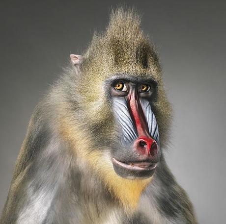 More Than Human :: fotografías de Tim Flach
