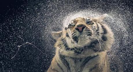 More Than Human :: fotografías de Tim Flach