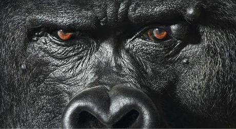 More Than Human :: fotografías de Tim Flach