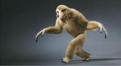 More Than Human :: fotografías de Tim Flach