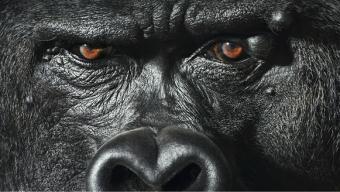 More Than Human :: fotografías de Tim Flach