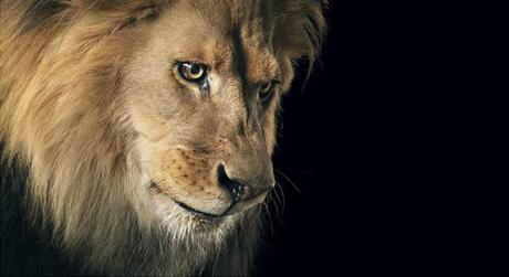 More Than Human :: fotografías de Tim Flach