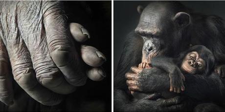 More Than Human :: fotografías de Tim Flach