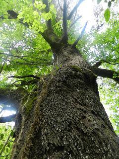 Árboles Monumentales de Cataluña