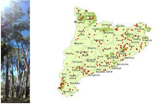 Árboles Monumentales de Cataluña