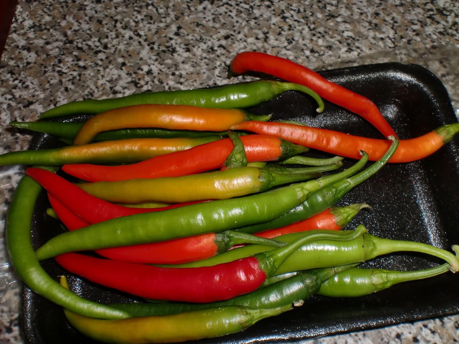 Pimiento bicolor picante/スペイン産トウガラシ