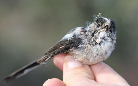 Agentes de Protección de la Naturaleza (APNs) del Gobierno de Aragón persiguen el uso de métodos de caza no selectivos prohibidos por la ley