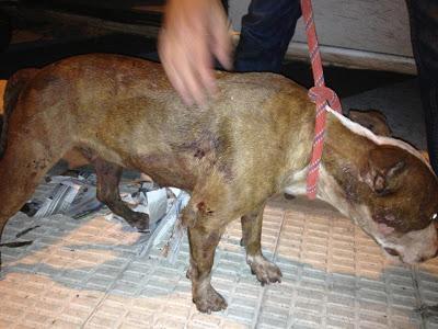 PERRA ENCONTRADA EN UNA MALETA EN SANTA CRUZ DE TENERIFE !!!