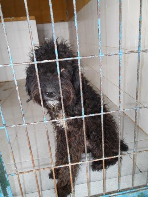 LO MATAN Y YO QUIERO QUE TENGA SU OPORTUNIDAD. GESSER JEREZ (CADIZ)