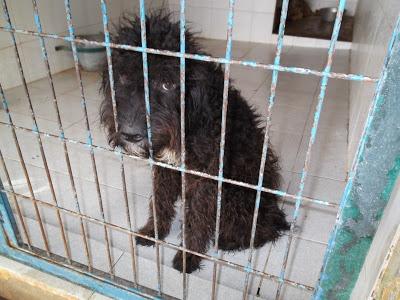 LO MATAN Y YO QUIERO QUE TENGA SU OPORTUNIDAD. GESSER JEREZ (CADIZ)