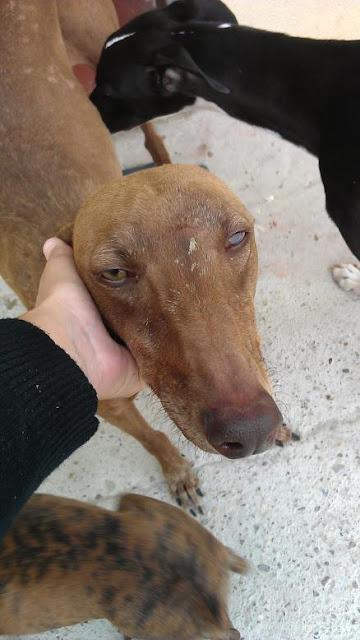 MEL, GALGUITO EN ESTADO LAMENTABLE.