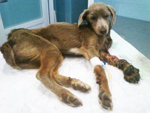 ALMA, RESCATADA A PUNTO DE MORIR DESPUÉS DE UN ATROPELLO.