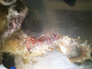 ALMA, RESCATADA A PUNTO DE MORIR DESPUÉS DE UN ATROPELLO.