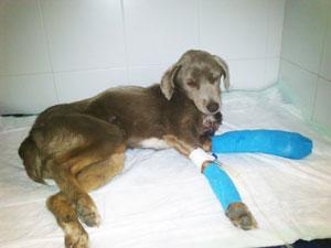 ALMA, RESCATADA A PUNTO DE MORIR DESPUÉS DE UN ATROPELLO.