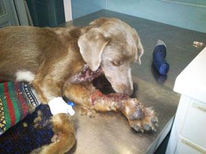 ALMA, RESCATADA A PUNTO DE MORIR DESPUÉS DE UN ATROPELLO.