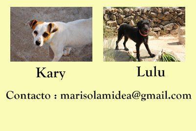 Foto: Desde ayer que recibí el correo estoy pensando como escribir el post , como explicaros la sensación mezcla de cansancio , abatimiento, y hartura  Como haceros llegar la sensación de vacío que me llenó ( curiosa paradoja verdad?) cuando leí el correo de Marisol y ví las fotos de Lulú y Kari No puedo entender que las personas jueguen asi con los sentimientos de seres vivos puros Si has adivinado este fin de semana Kari y Lulu volverán a Amidea …. ¿pero donde? A una perrera saturada , a un chenil en el frío invierno extremeño después de vivir en una casa  No, es verdad , no están heridas, no están en la calle, ni enfermas, ni esqueléticas no... pero necesitan casas de acogidas  … Y por eso os pido que ayudéis a Kari y Lulú , ellas no entienden de excusas humanas, solo sabrán que han sufrido un nuevo abandono … y no se lo merecen  Os pido un rincón para conseguir el milagro y si, digo milagro porque yo ya he perdido la esperanza